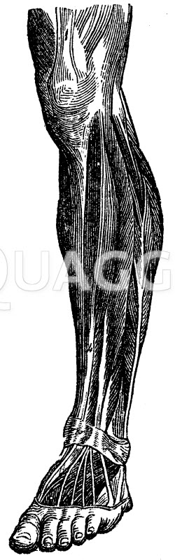 Mensch Unterschenkelmuskulatur Quagga Illustrations