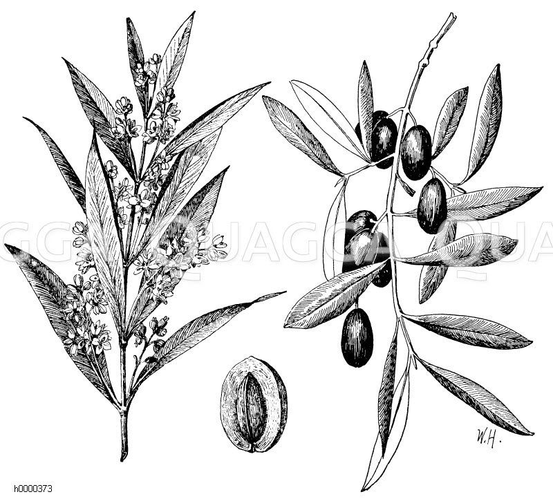 Ölbaum, links: aufrechtstehender, blühender Zweig, mitte: geöffnete Frucht, rechts: hängender, fruchttragender Zweig [Digital]