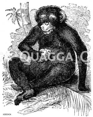 Schimpanse Illustrations Bildkategorie - - Quagga Bilddatenbank