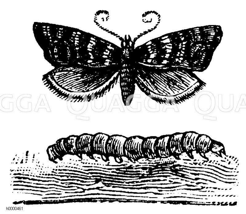 Apfelwickler (oben) und Raupe (unten) [Digital]