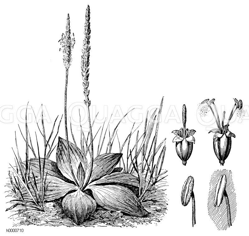 Mittlerer Wegerich, rechts daneben: oben: jüngere (links) und ältere (rechts) Blüte, unten: geöffnetes (links) und geschlossenes (rechts) Staubblatt [Digital]