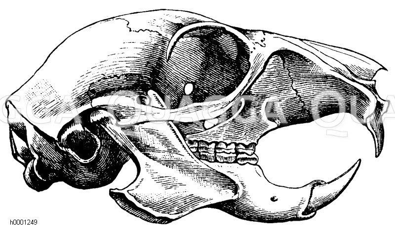 Eichhörnchen: Schädel [Digital]