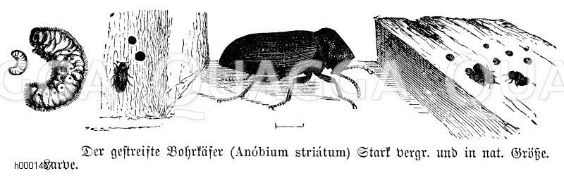 Gestreifter Bohrkäfer [Digital]