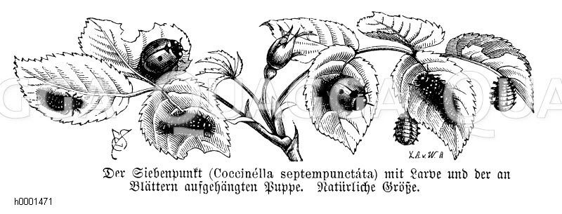 Siebenpunkt-Marienkäfer [Digital]
