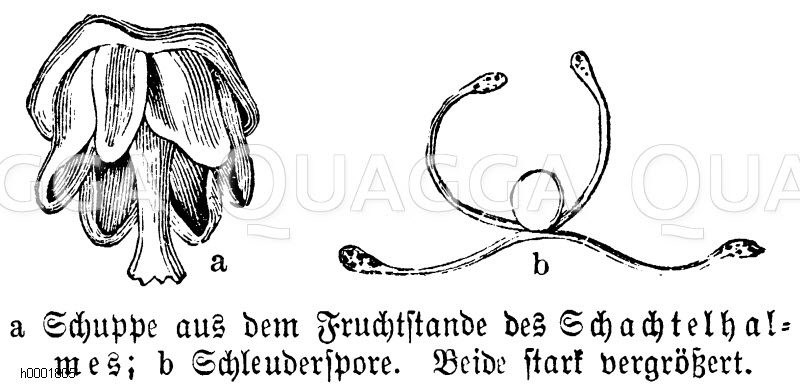 Schachtelhalm: Schuppe aus dem Fruchtstamm und Schleuderspore [Digital]