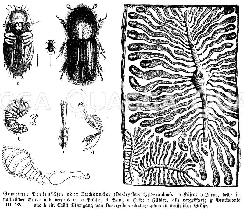 Borkenkäfer, Buchdrucker [Digital]