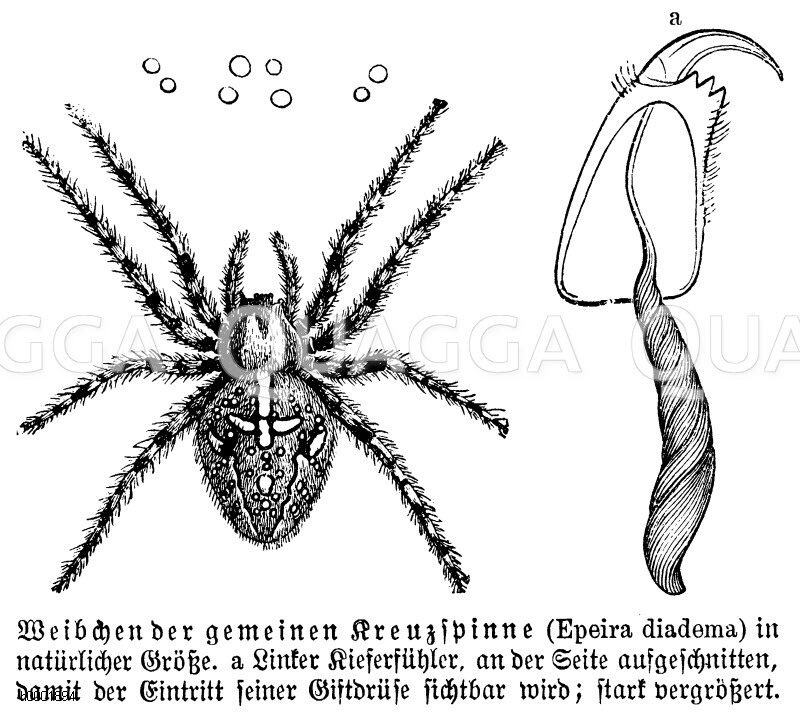 Kreuzspinne [Digital]