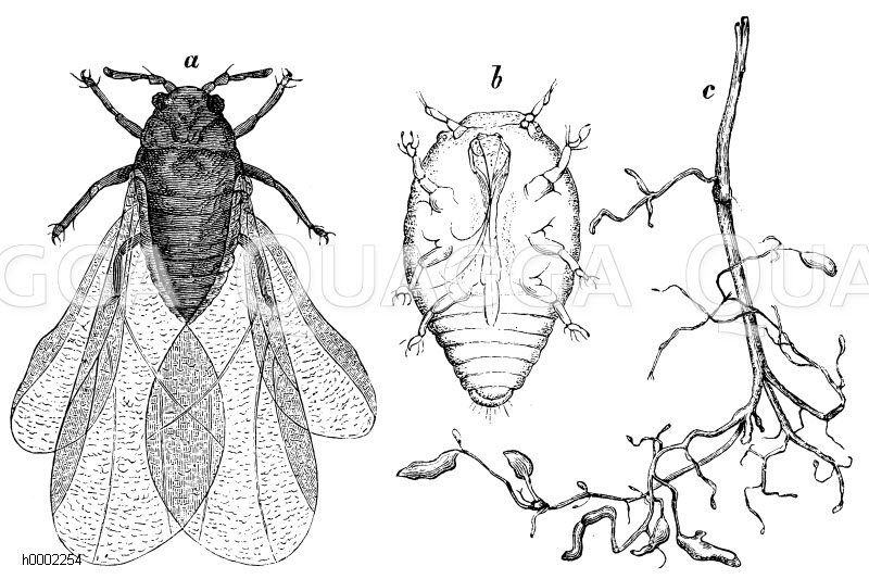 Reblaus, a) geflügelte Laus, b) Wurzellaus, c) Rebwurzelfasern mit Anschwellungen [Digital]