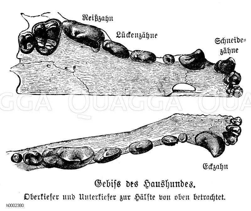 Haushund: Gebiss [Digital]