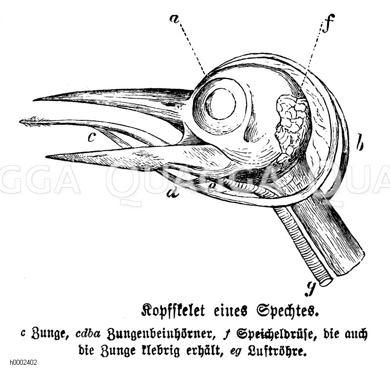 Specht Kopfskelett Quagga Illustrations