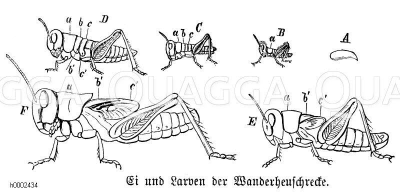 Wanderheuschrecke: Entwicklungsstadien, Ei und Larven [Digital]