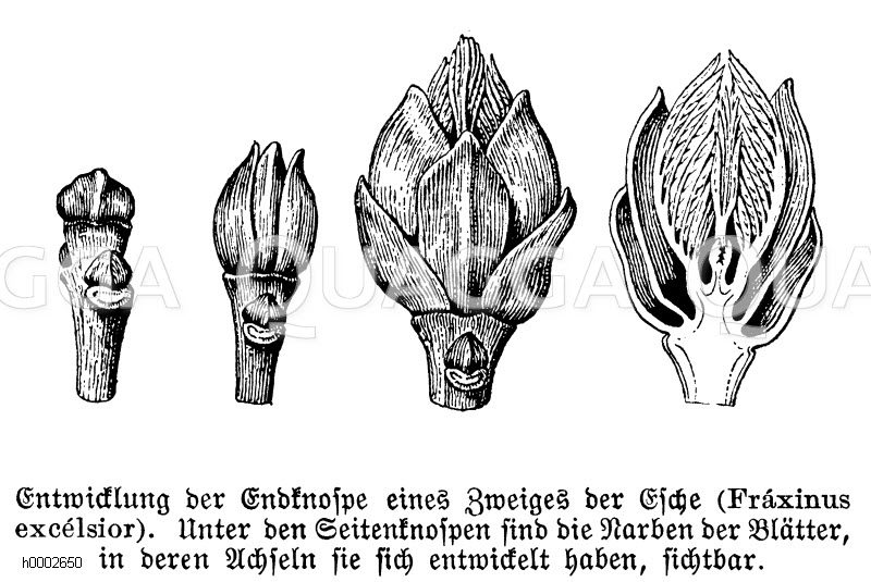 Esche: Entwicklung der Endknospen eines Zweiges [Digital]