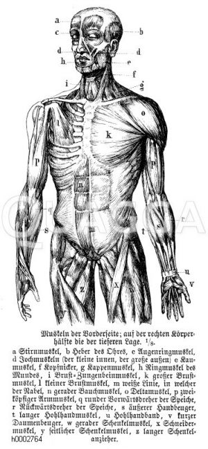Mensch Muskeln Der Körpervorderseite Quagga Illustrations