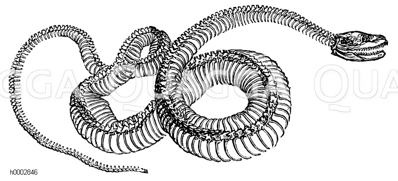 Скелет змеи эскиз