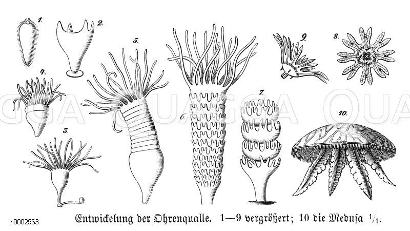 Ohrenqualle: Entwicklung [Digital]