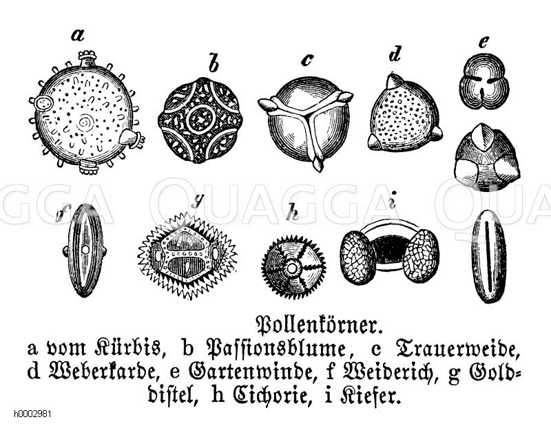 Pollenkörner: Kürbis, Passionsblume, Trauerweide, Weberkarde, Gartenwinde, Weiderich, Golddistel, Zichorie, Kiefer [Digital]