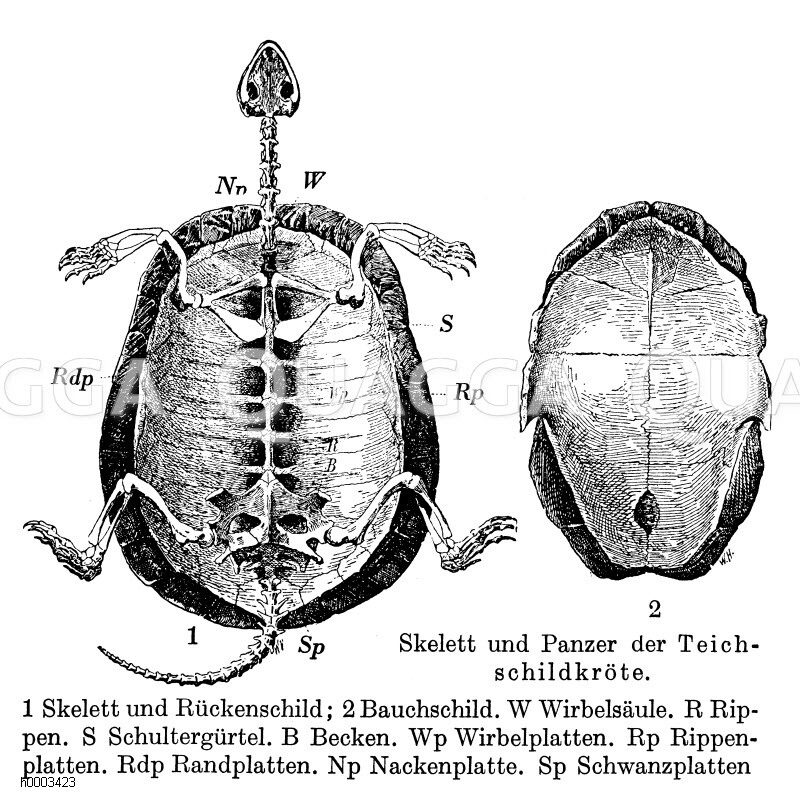 Teichschildkröte: Skelett, Panzer [Digital]