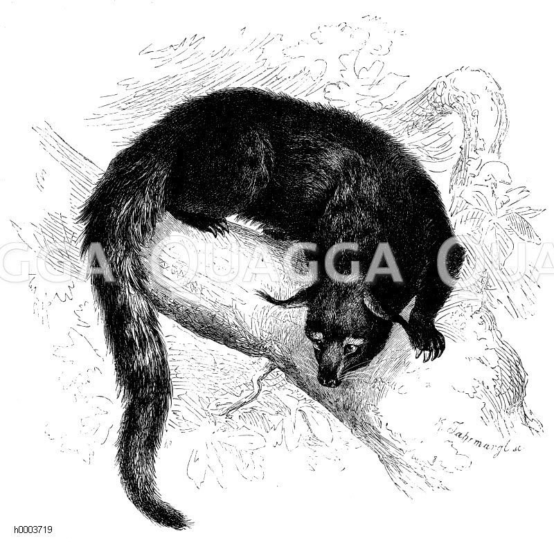 Arctitis, Ictitis, Binturong [Digital]