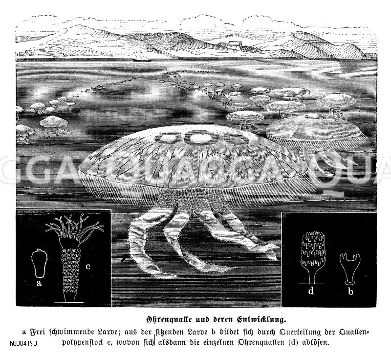 Ohrenqualle: Entwicklung [Digital]
