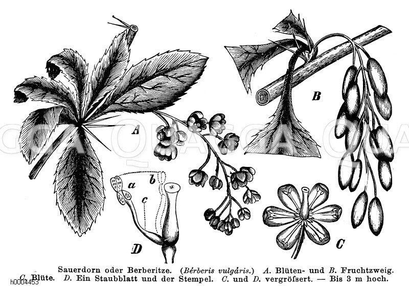 Sauerdorn, Berberitze [Digital]