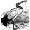 Heiliger Ibis