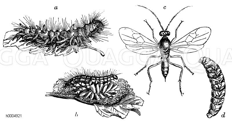 Raupenschlupfwespe a, Schmetterlingsraube, aus der die Schlupfwespenlarven hervorkriechen, b Kokons der Schlupfwespe, c erwachsenes Tier, d Larve [Digital]