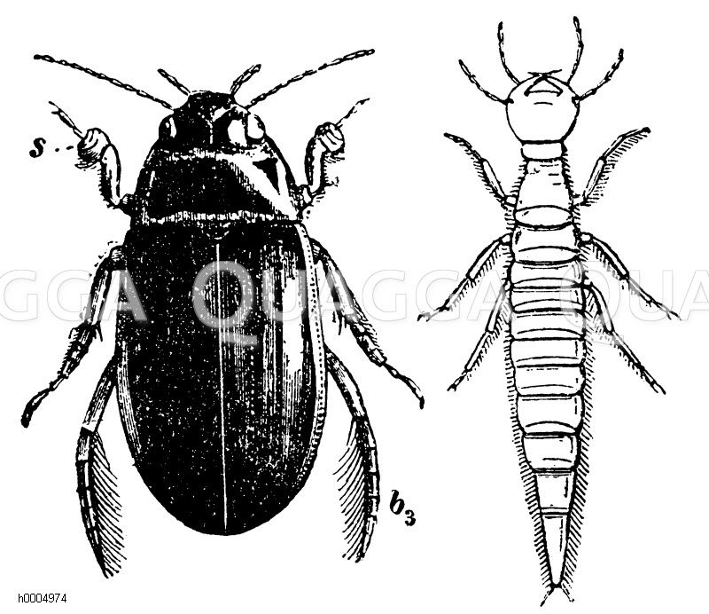 Geränderter Schwimmkäfer, Gelbrandkäfer, mit Larve [Digital]