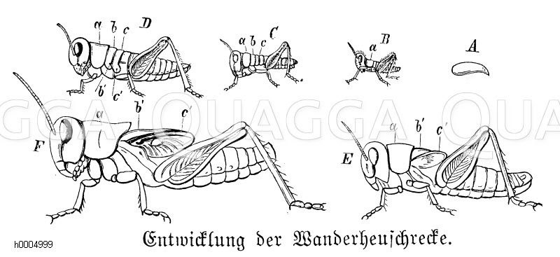 Wanderheuschrecke, Zugheuschrecke: Entwicklung [Digital]