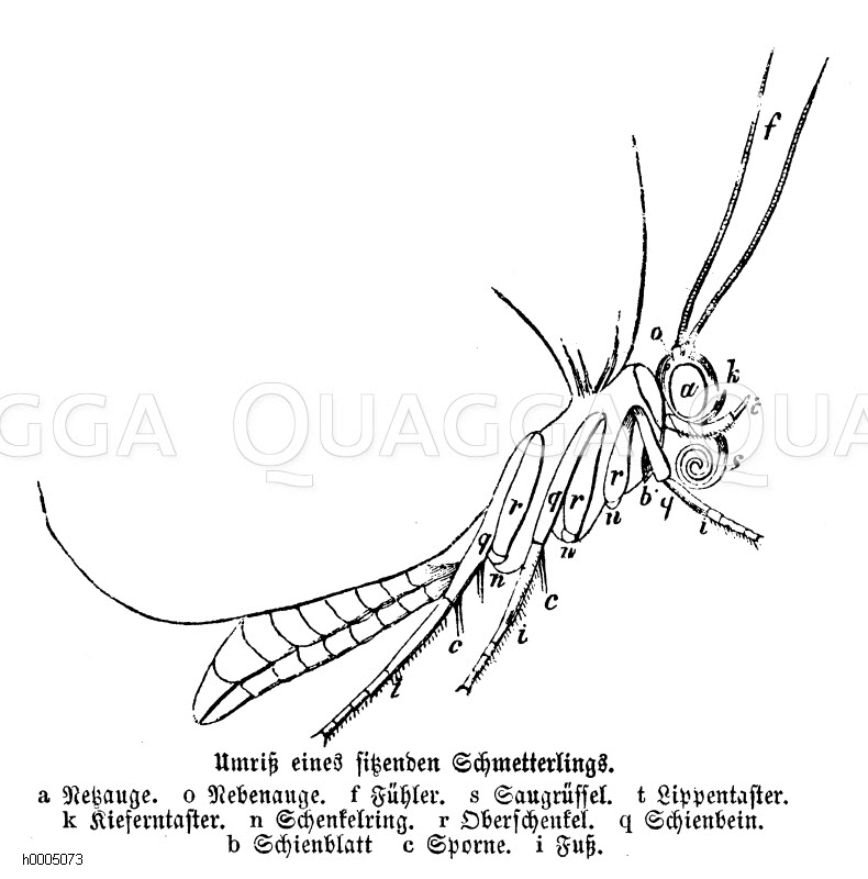 Schmetterling: Umriss - Quagga Illustrations