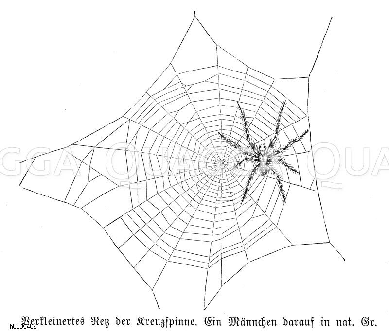 Kreuzspinne: Netz [Digital]