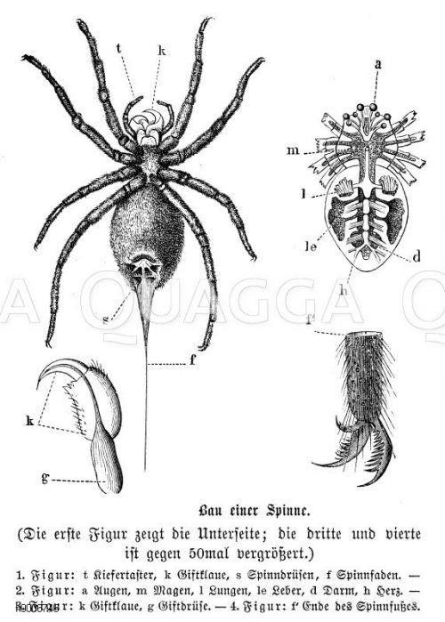 Spinne: Körperbau - Quagga Illustrations