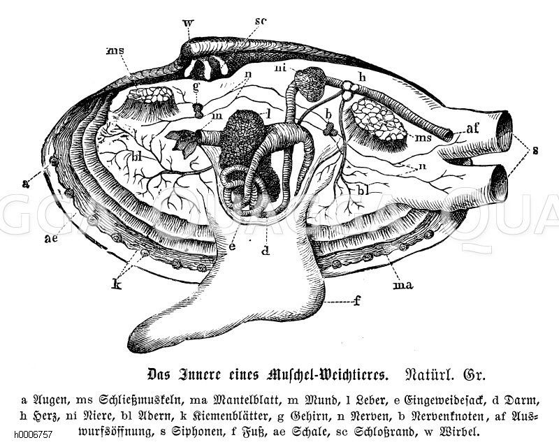 Muschel: Körperbau [Digital]