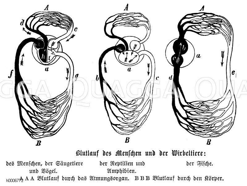 Blutkreislauf von Mensch, Säugetier, Vogel, Amphibien, Reptilien und Fischen [Digital]