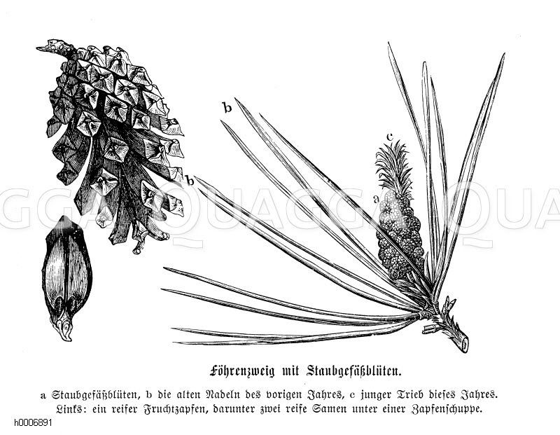 Föhre: Zweig mit Staubgefäßblüten [Digital]