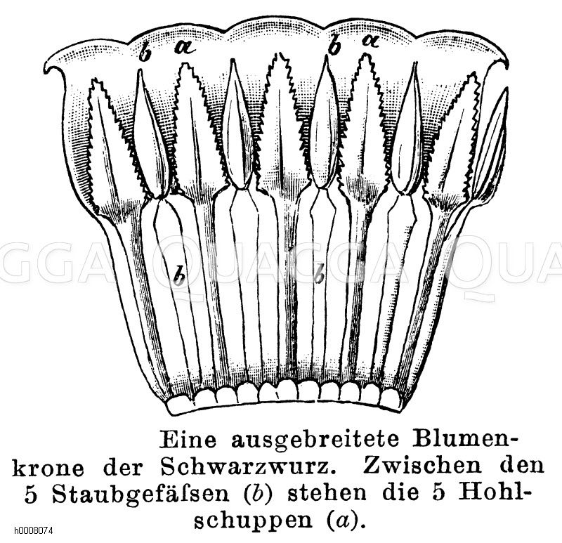 Schwarzwurz: ausgebreitete Blütenkrone [Digital]