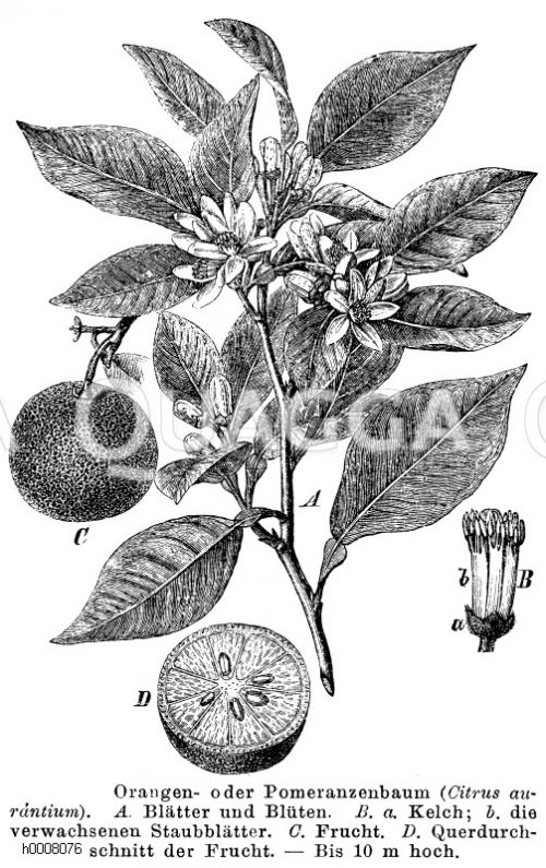 Feldahorn Blatt und Frucht Quagga Illustrations