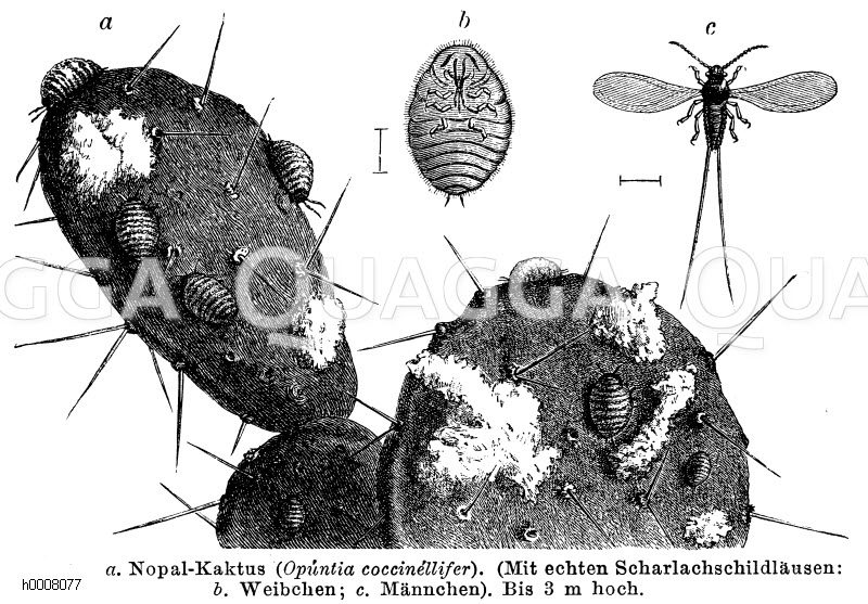 Nopal-Kaktus mit Scharlachschildläusen) [Digital]