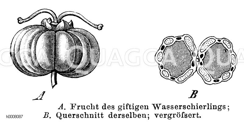 Wasserschierling: Frucht [Digital]