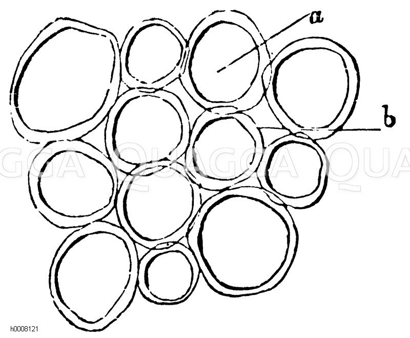 Rundliches Parenchym aus dem Stengel der Päonie, a Zelle, b Interuellularraum [Digital]