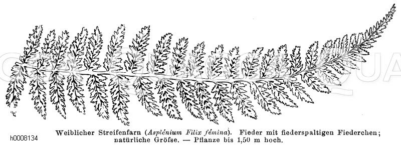 Streifenfarn, Fieder der weiblichen Pflanze [Digital]