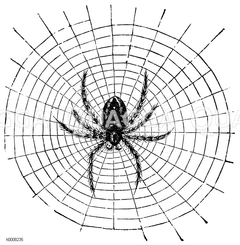 Kreuzspinne Bilder zum Ausdrucken:  Spinnendrawings für deine Kreativität