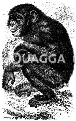 Schimpanse - Bilddatenbank Bildkategorie Quagga Illustrations -
