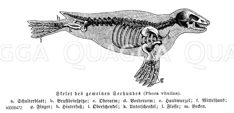 Seehund: Skelett [Digital]