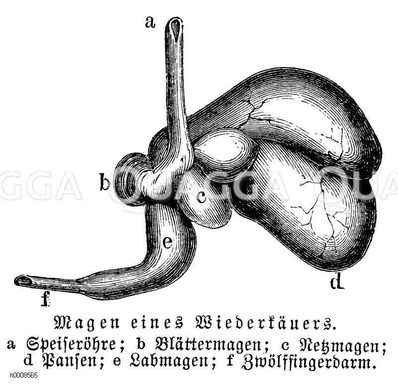 Wiederkäuer: Magen [Digital]