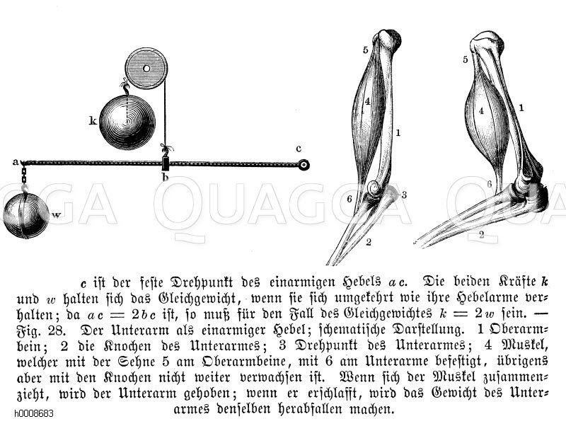 Mensch: Unterarm, Oberarm. c ist der feste Drehpunkt des einarmigen Hebels a c. Die beiden Kräfte k und w halten sich das Gleichgewicht, wenn sie sich umgekehrt wie ihre Hebelame verhalten, da a c = 2 b c ist, so muß für den Fall des Gleichgewichtes k = 2 w sein. Rechts: Der Unterarm als einarmiger Hebel, schematische Darstellung. 1 Oberarmbein, 2 die Knochen des Unterarmes, 3 Drehpunkt des Unterarmes, 4 Muskel, welcher mit der Sehne 5 am Oberarmbeine, mit 6 am Unterarme befestigt, übrigens aber mit den Knochen nicht weiter verwachsen ist. Wenn sich der Muskel zusammenzieht, wird der Unterarm gehoben, wenn er erschlafft, wird das Gewicht des Unterarmes denselben herabfallen machen. [Digital]