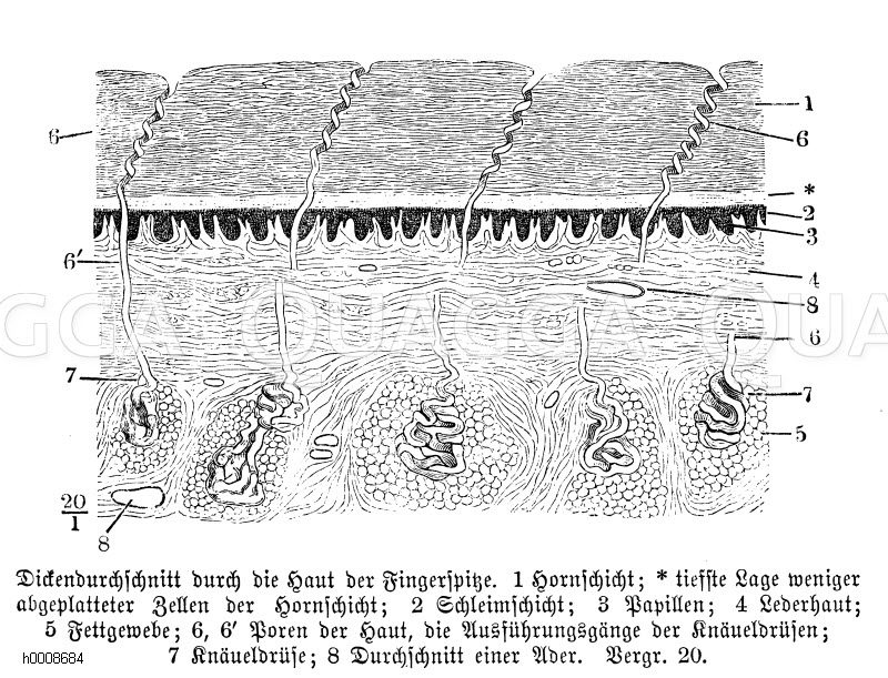 Mensch: Dickendurchschnitt durch die Haut der Fingerspitze. 1) Hornschicht, * tiefste Lage weniger abgeplatteter Zellen der Hornschicht, 2) Schleimschicht, 3) Papillen, 4) Lederhaut, 5) Fettgewebe, 6, 6') Poren der Haut, die Ausführungsgänge der Knäueldrüsen, 7) Knäueldrüse, 8) Durchschnitt einer Ader [Digital]