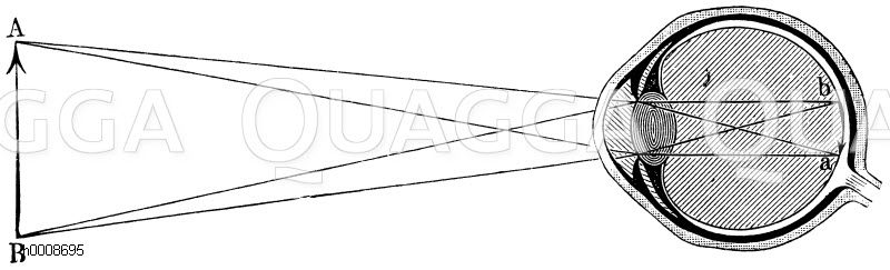 Mensch: Die von A und B ausgehenden Linien zeigen den Gang der Lichtstrahlen an, ab ist das Netzhautbildchen von AB. [Digital]