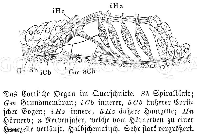 Mensch: Cortische Organ im Querschnitt. Sb) Spirallblatt, Gm) Grundmembran, iCb) innerer, äCb) äußerer Corintischer Bogen, iHz) innere, äHz) äußere Haarzelle, Hn) Hörnerv, n) Nervenfaser, welche vom Hörnerven zu einer Haarzelle verläuft [Digital]