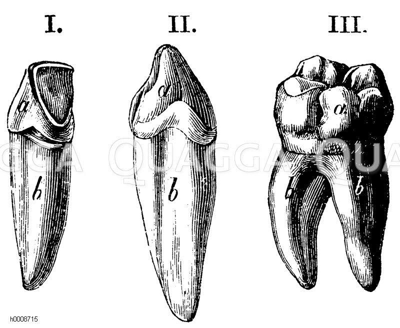 Mensch: I) Schneidezahn, II) Eckzahn, III) Backenzahn, a) Krone, b) Wurzel, dazwischen der Hals [Digital]