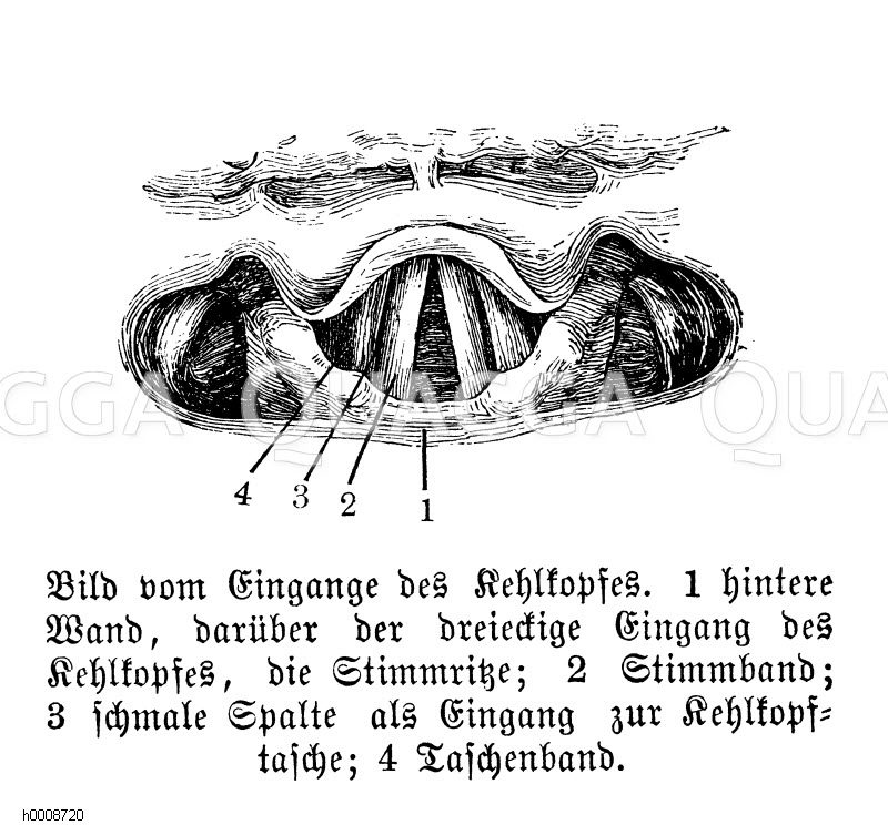 Mensch: Bild vom Eingang des Kehlkopfes. 1) hintere Wand, darüber der dreieckige Eingang des Kehlkopfes, die Stimmritze, 2) Stimmband, 3) schmale Spalte als Eingang zur Kehlkopftasche, 4) Taschenband [Digital]